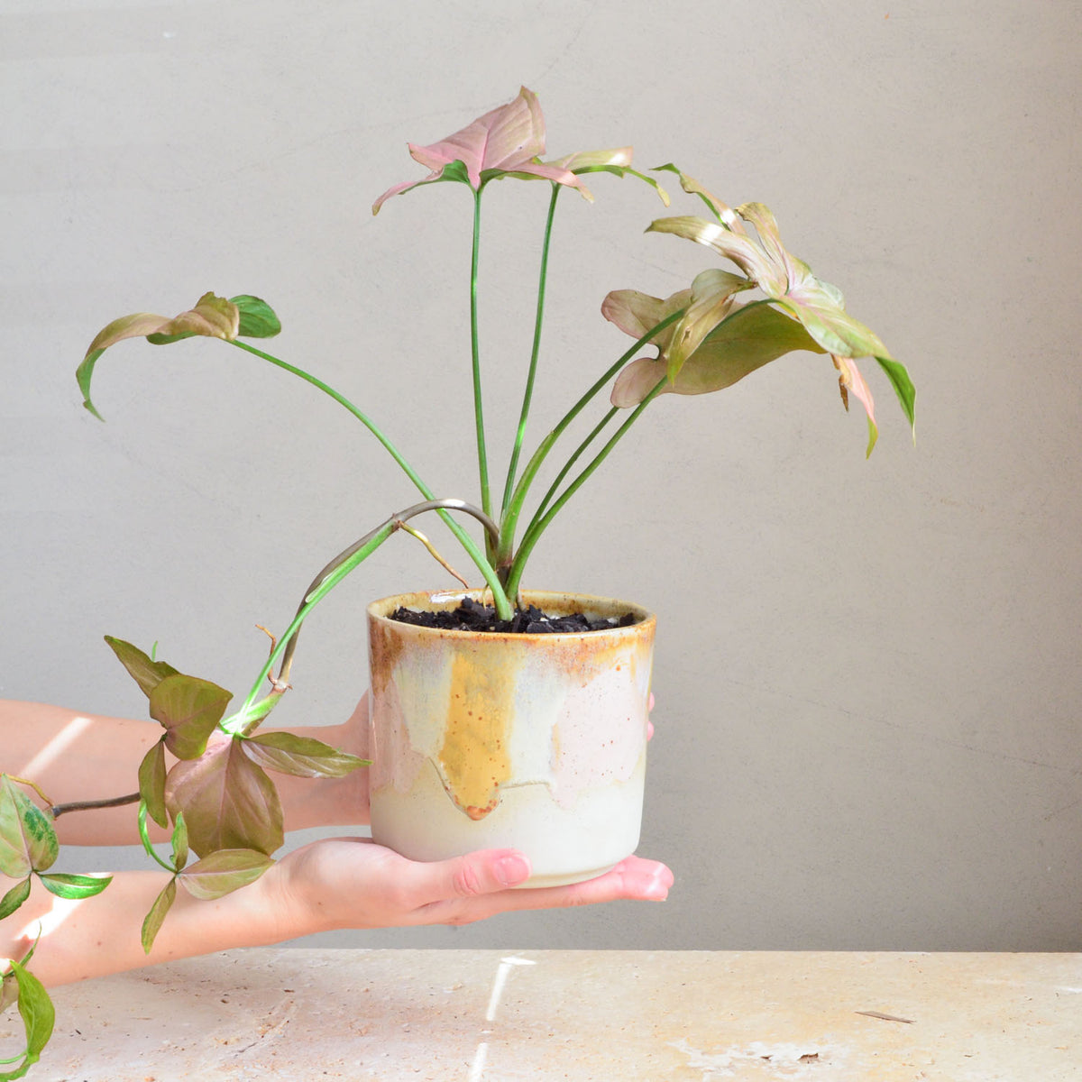 Ceramic planter ~ Earthy Retro – Kim Wallace Ceramics